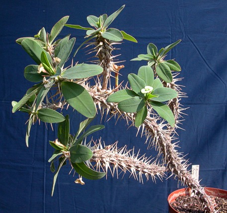 E. duranii var. duranii