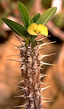 Euphorbia duranii