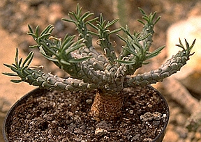Euphorbia duseimata