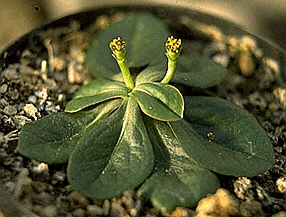 Euphorbia ecklonii