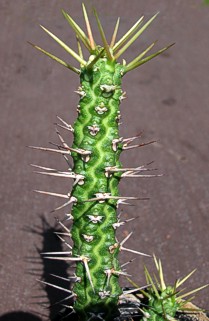 E. ellenbeckii