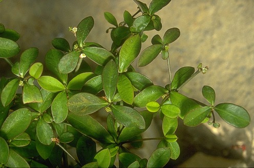 Euphorbia elliottii