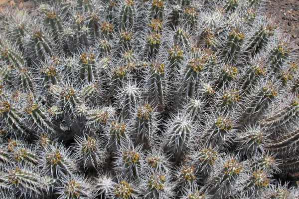 Euphorbia handiensis